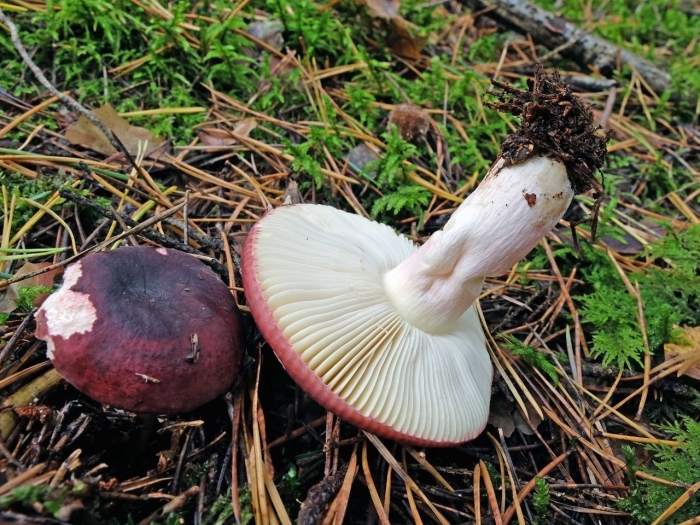 Сыроежка лиловая