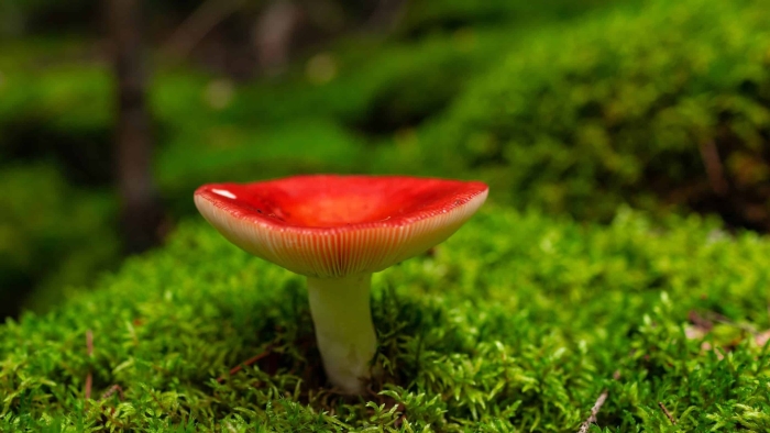 Сыроежка жгучеедкая (russula emetica)