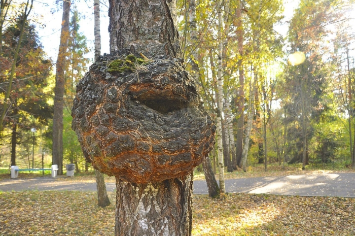 Сувель кап березовый и чага