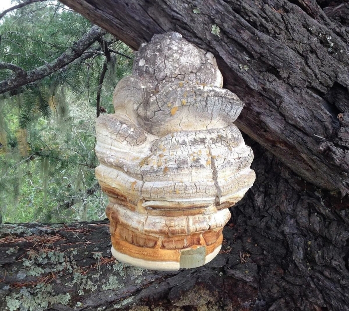 Трутовик обыкновенный fomes fomentarius гриб