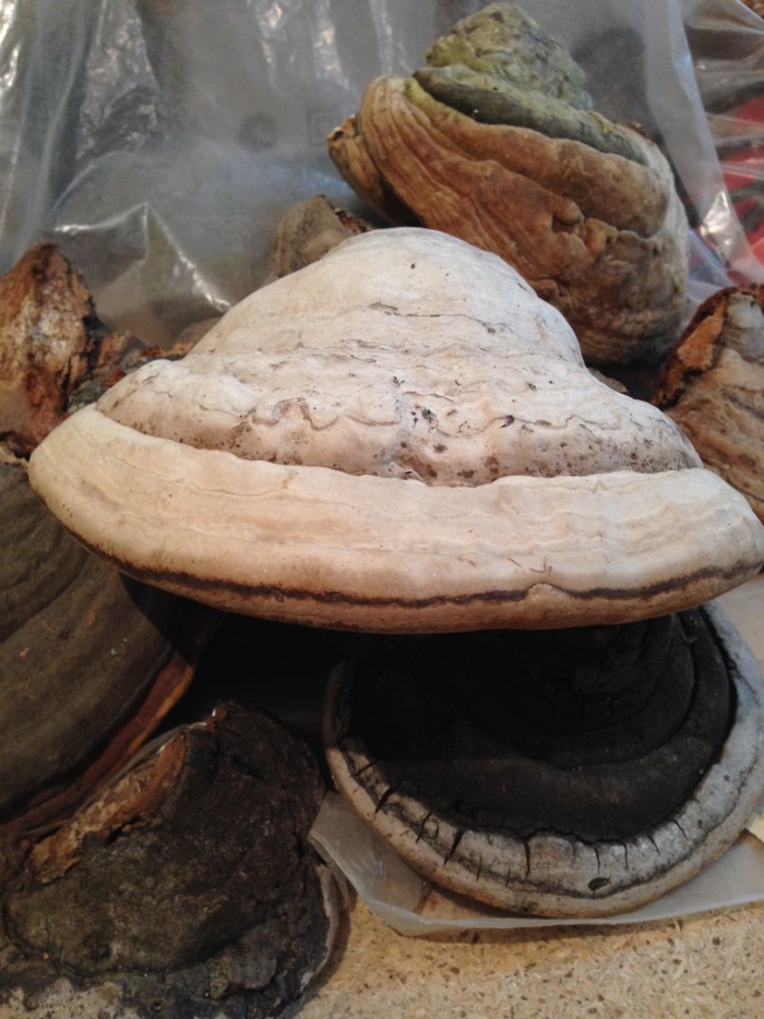 Трутовик обыкновенный fomes fomentarius