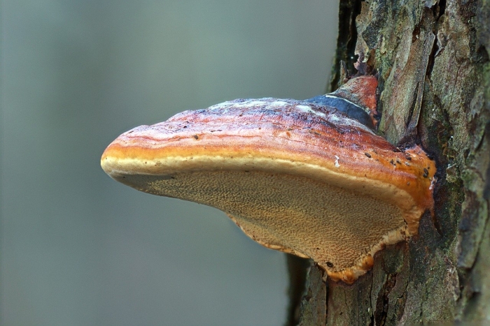 Fomitopsis pinicola