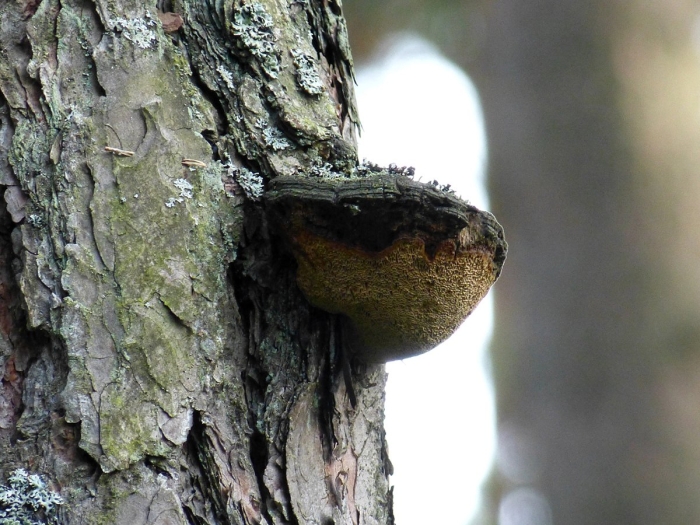 Сосновая губка phellinus pini