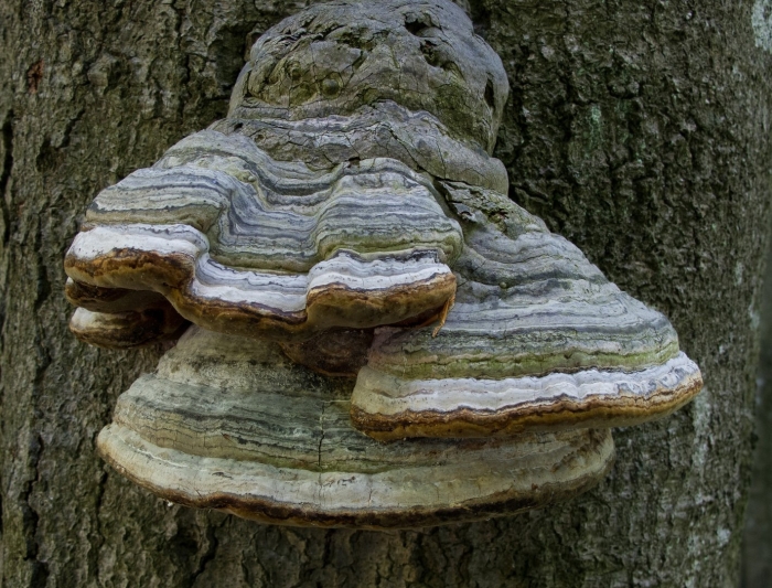 Гриб трутовик ямчатый