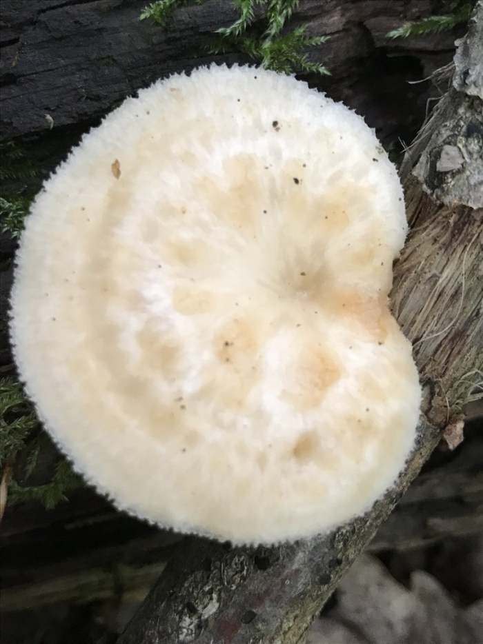Polyporus tuberaster
