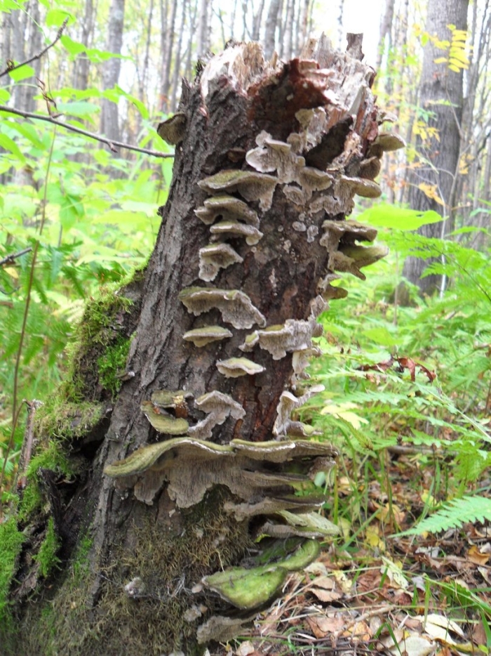 Trametes trogii