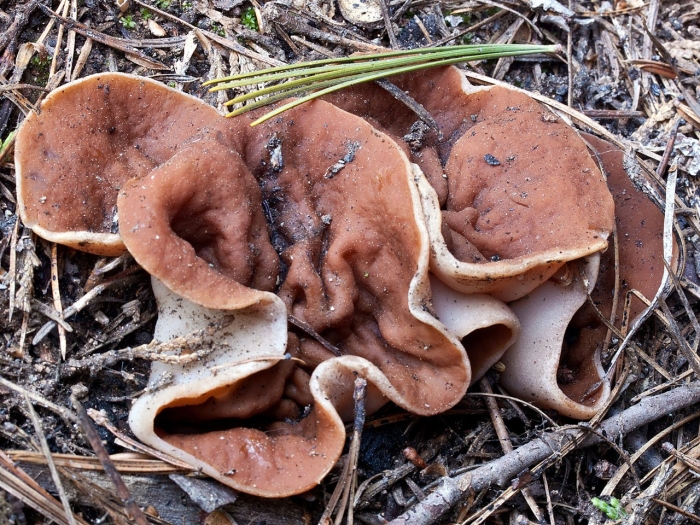 Дисцина щитовидная гриб