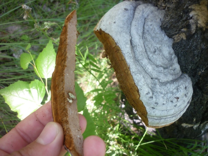 Гриб трутовик от комаров