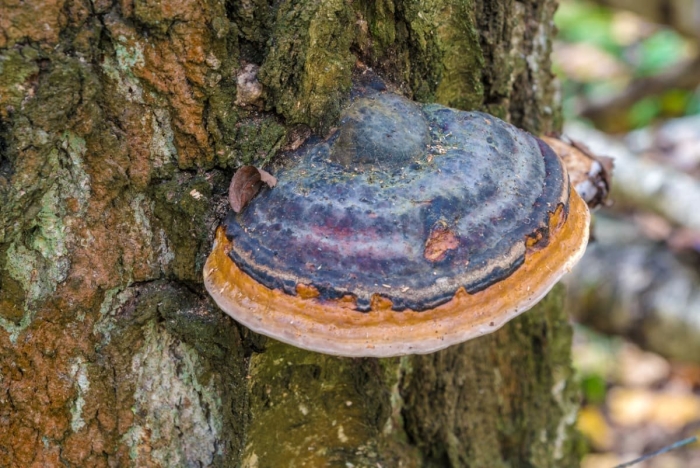 Fomitopsis officinalis