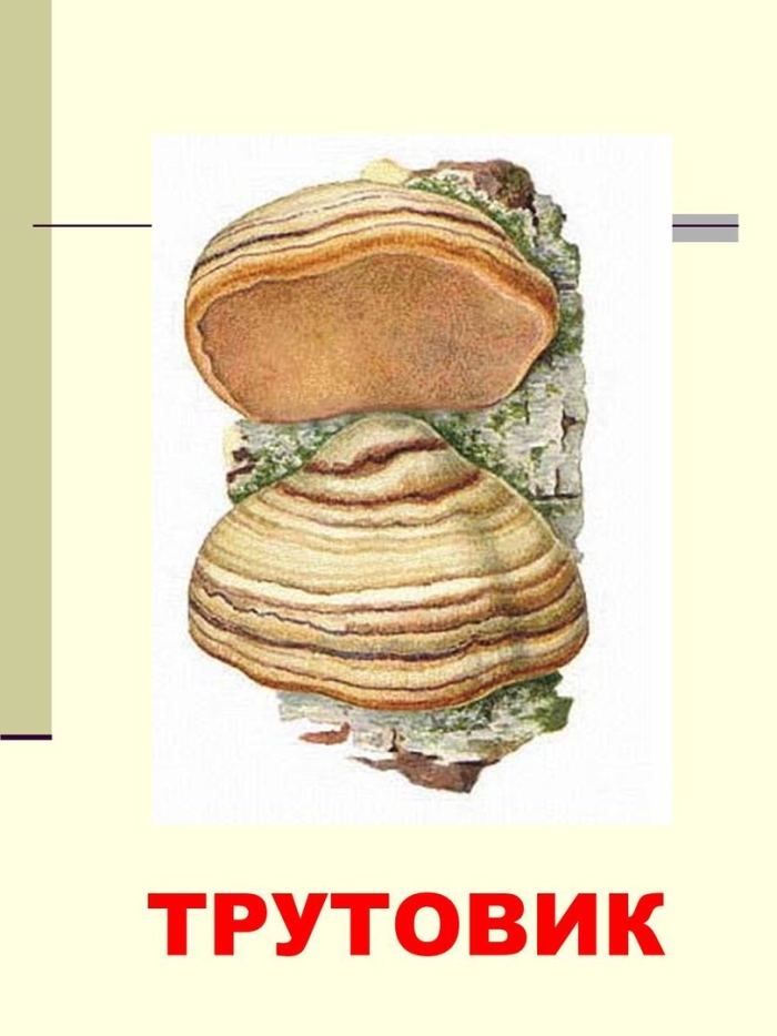 Трутовик гриб паразит