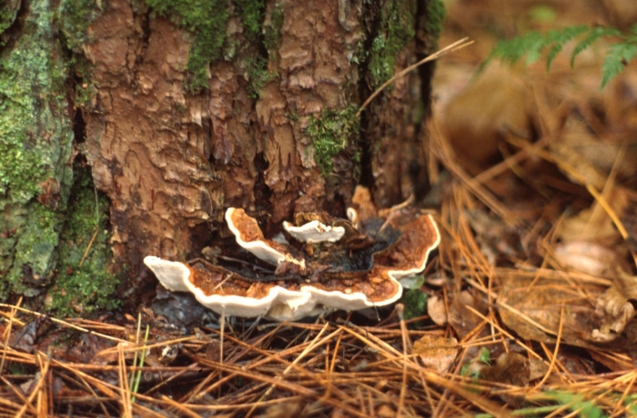 Трутовик корневая губка