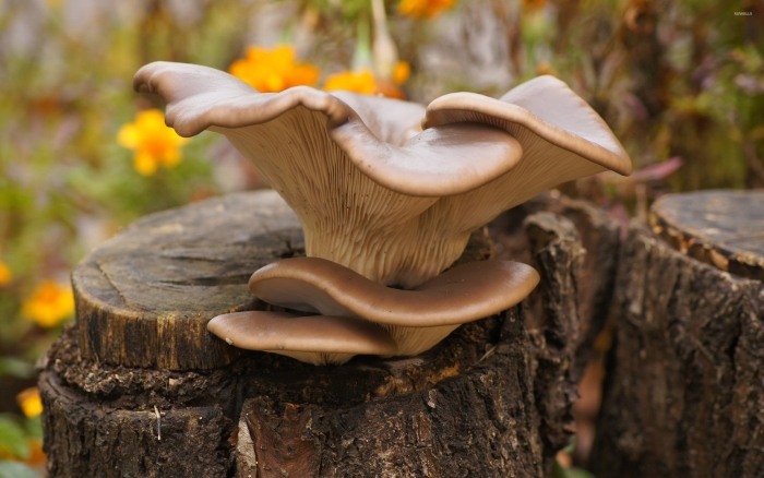 Вешенка (pleurotus ostreatus)