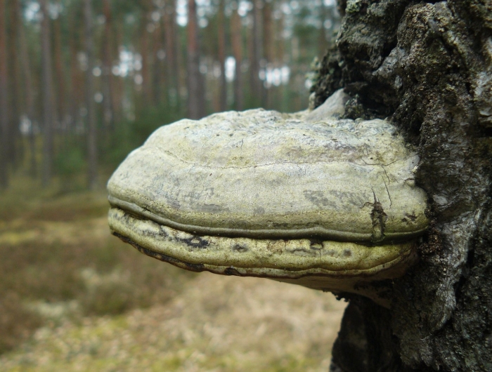 Трутовик обыкновенный fomes fomentarius