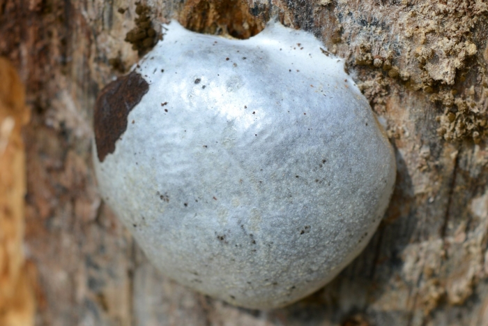 Enteridium lycoperdon