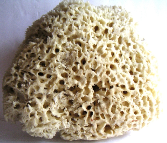 Губка обычная