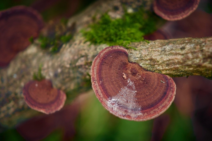 Трутовик печеночник гриб