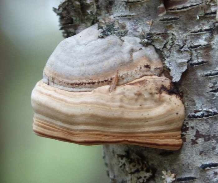 Трутовик настоящий fomes fomentarius