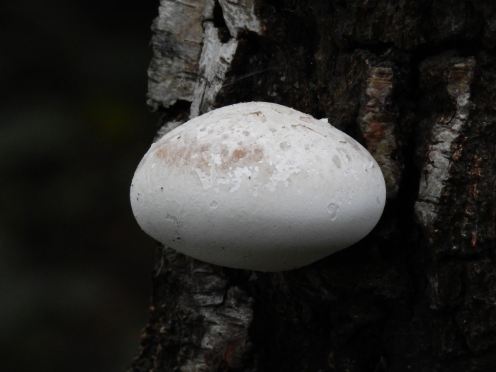 Piptoporus betulinus