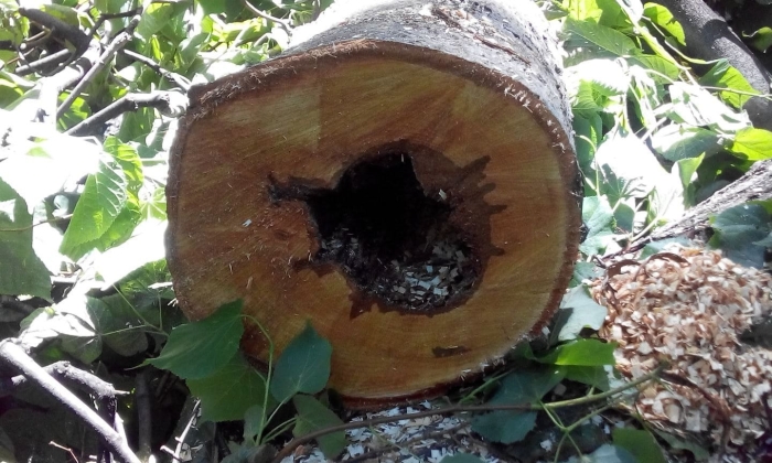 Ядровая гниль