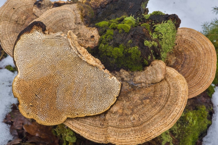 Daedaleopsis confragosa