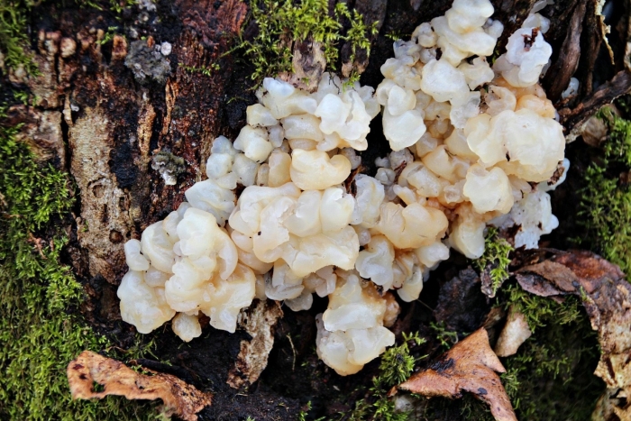 Дрожалка мозговая гриб