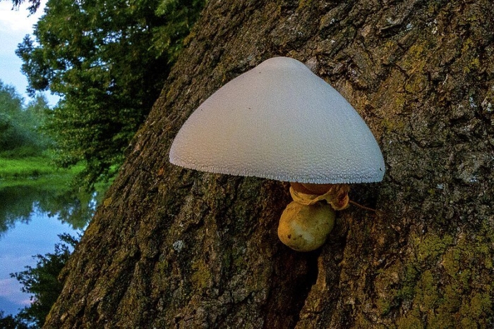 Volvariella bombycina