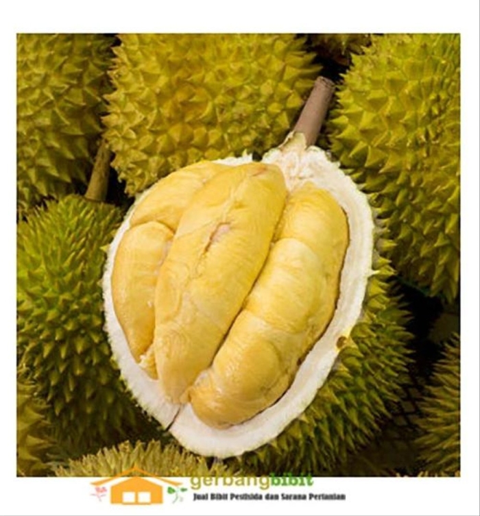 Самый вонючий фрукт в мире