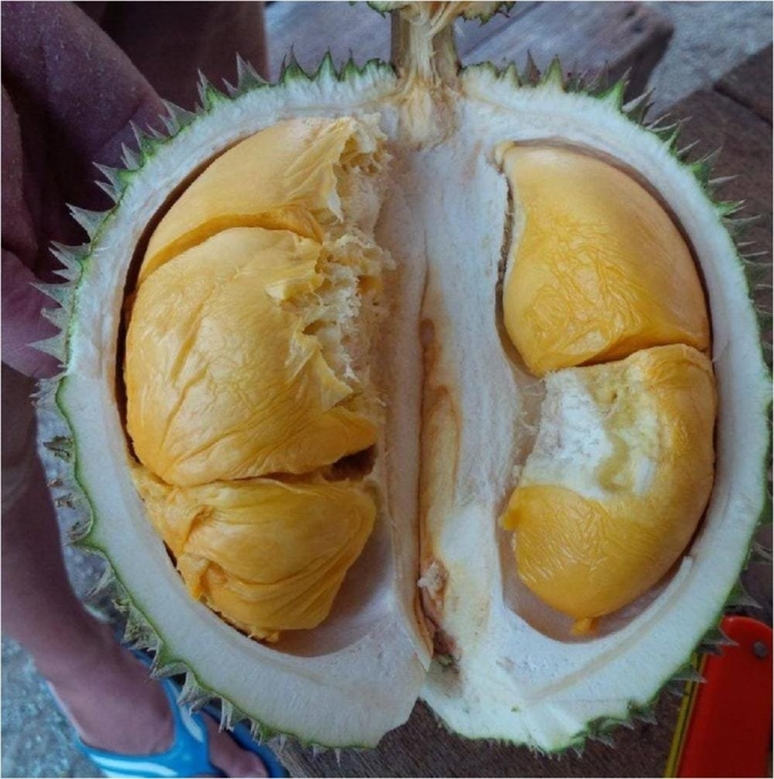 Перезревший дуриан