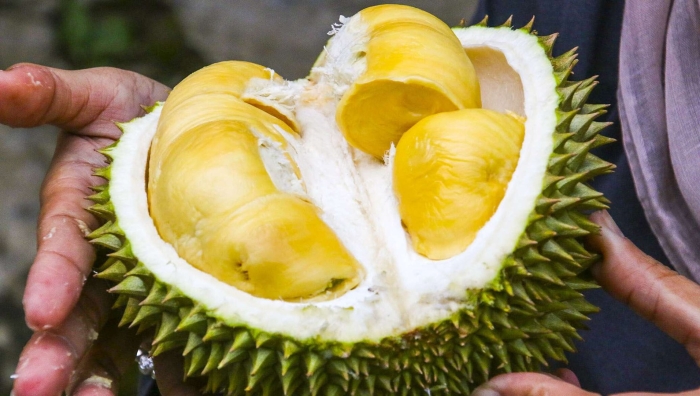 Дуриан цибетиновый