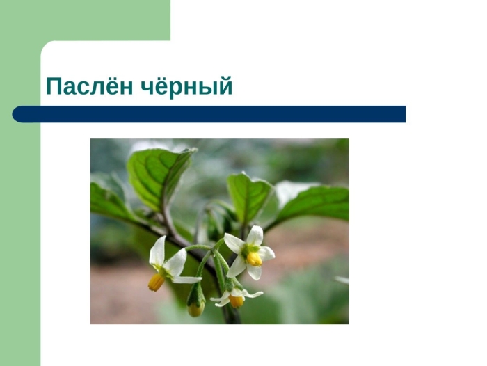 Паслён чёрный паслёновые