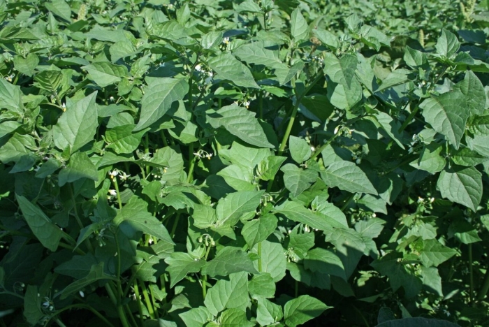 Паслен черный