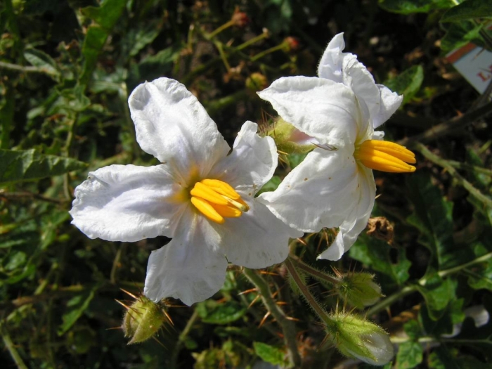 Solanum tuberosum цветок