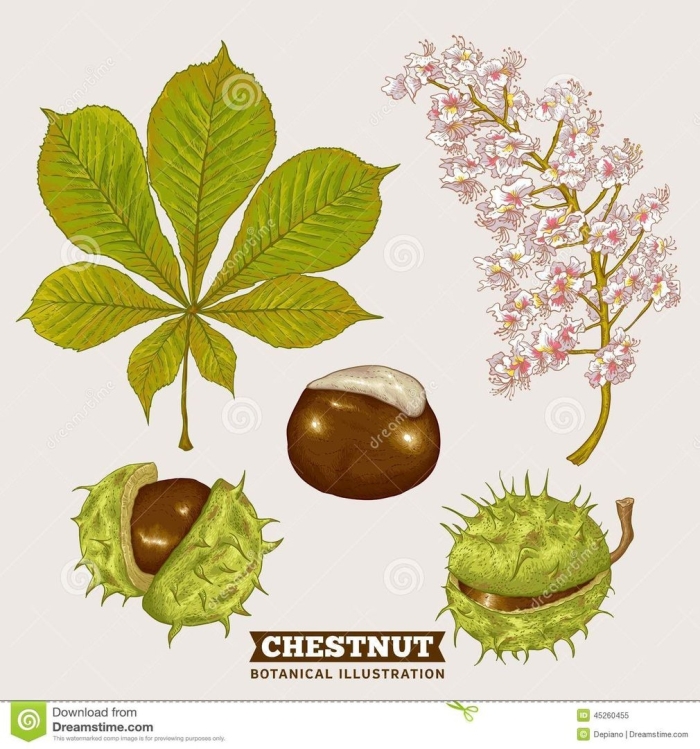 Каштан ботаническая иллюстрация