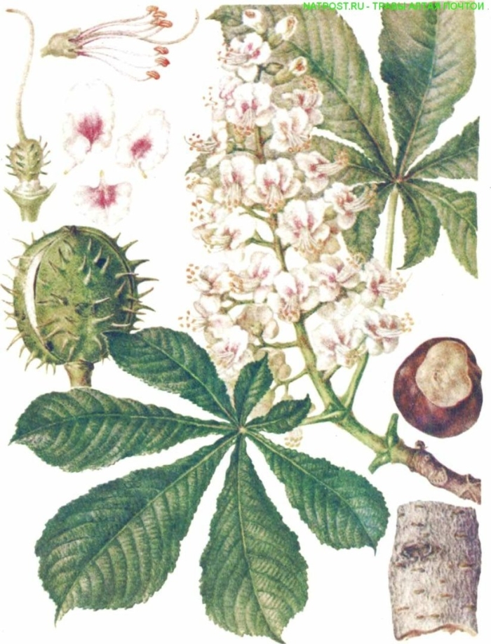 Конский каштан обыкновенный