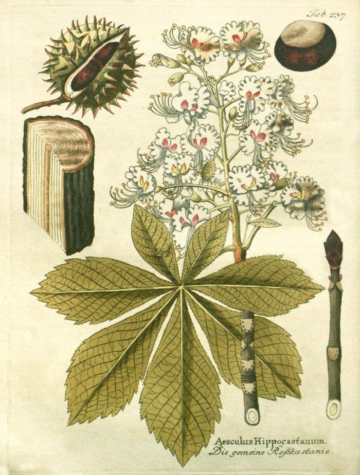 Каштан конский гербарий