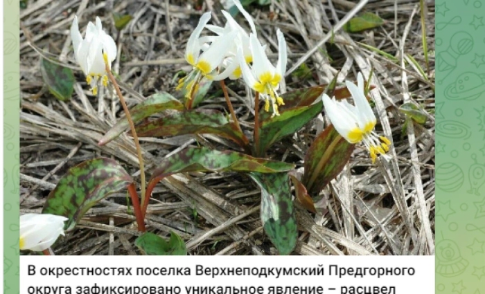 Кандык кавказский