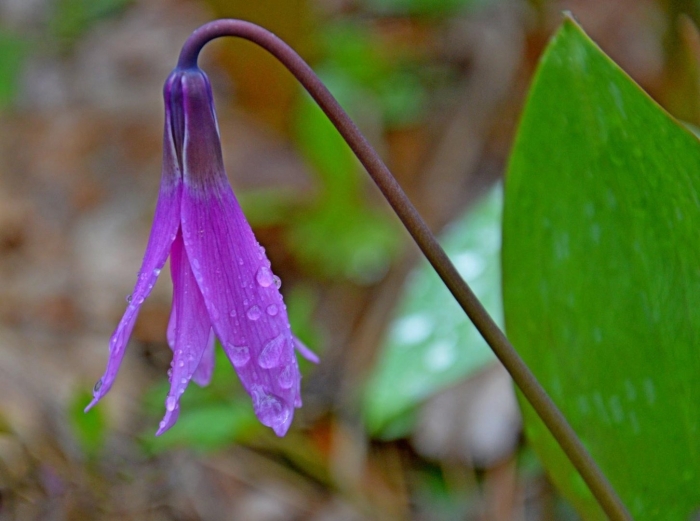 Кандык сибирский красная книга