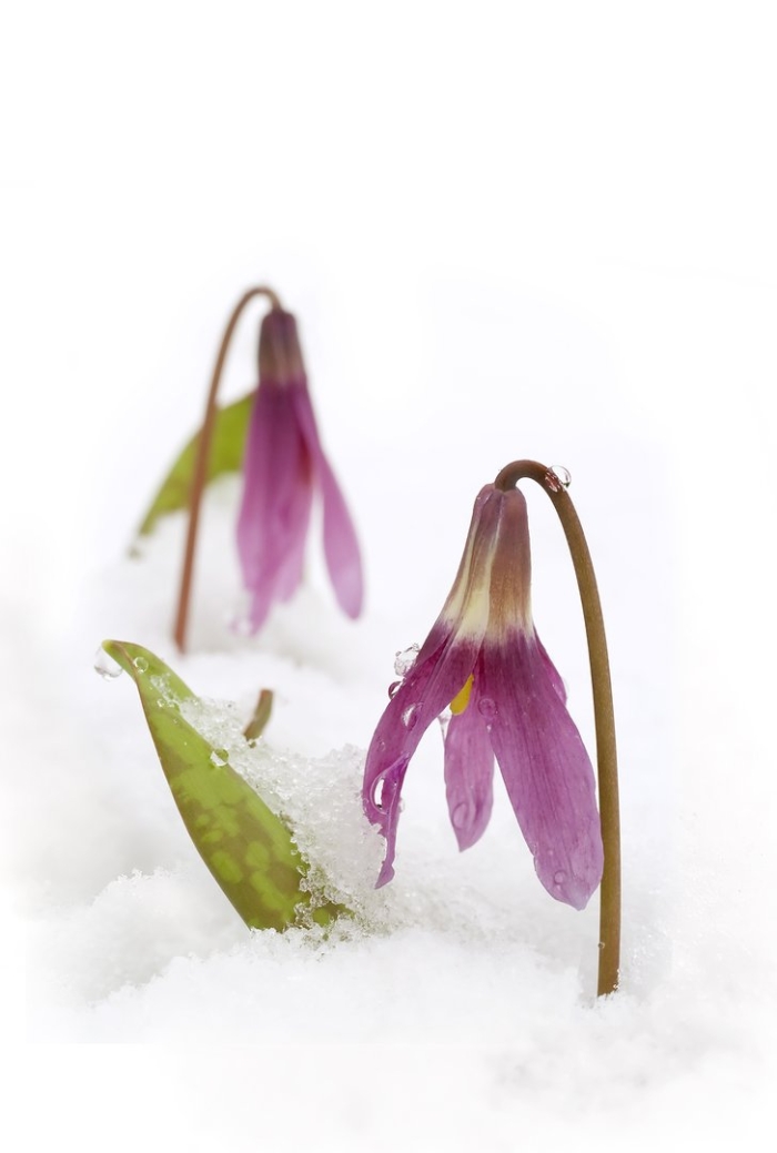 Кандык сибирский