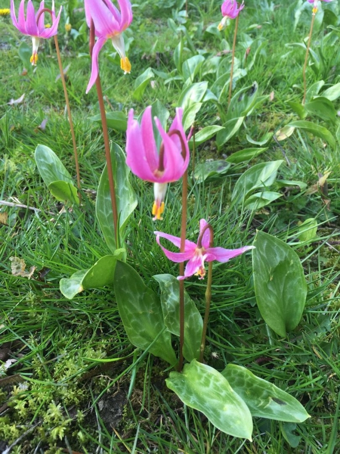 Erythronium revolutum