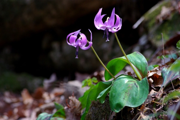Кандык (erythronium)