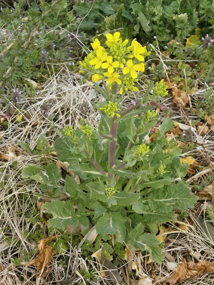 Рапс – brassica napus.