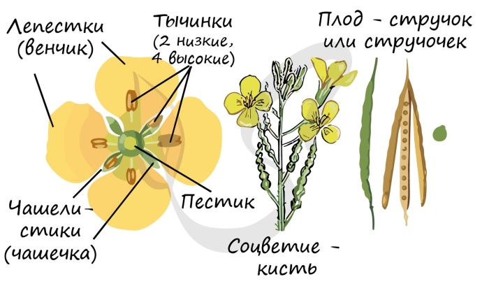 Семейство крестоцветные дикая редька строение