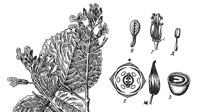 Brassicaceae плод