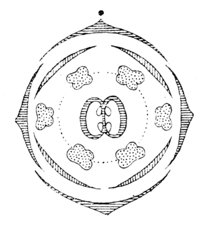 Семейство крестоцветные диаграмма цветка