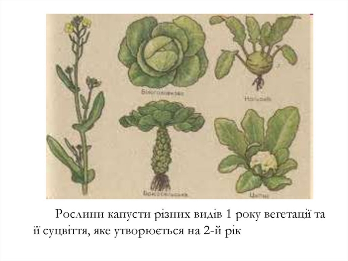 Белокочанная капуста это крестоцветное