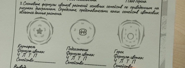 Семейство лилейные диаграмма цветка