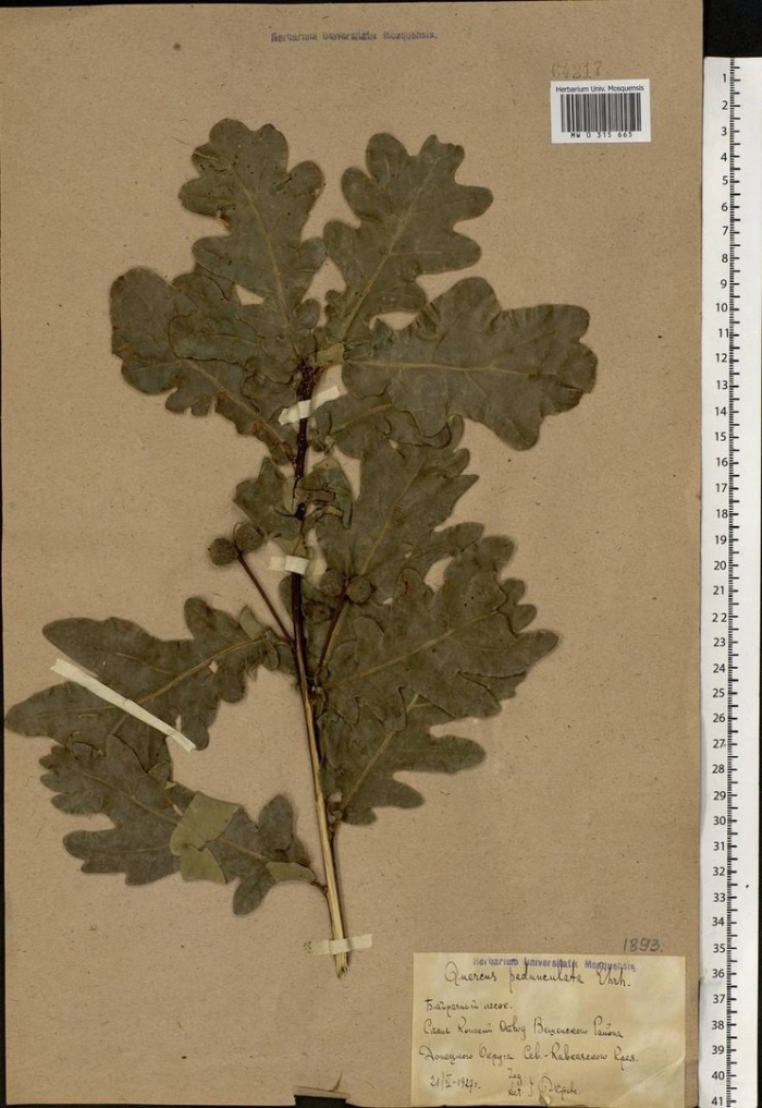 Дуб черешчатый quercus robur