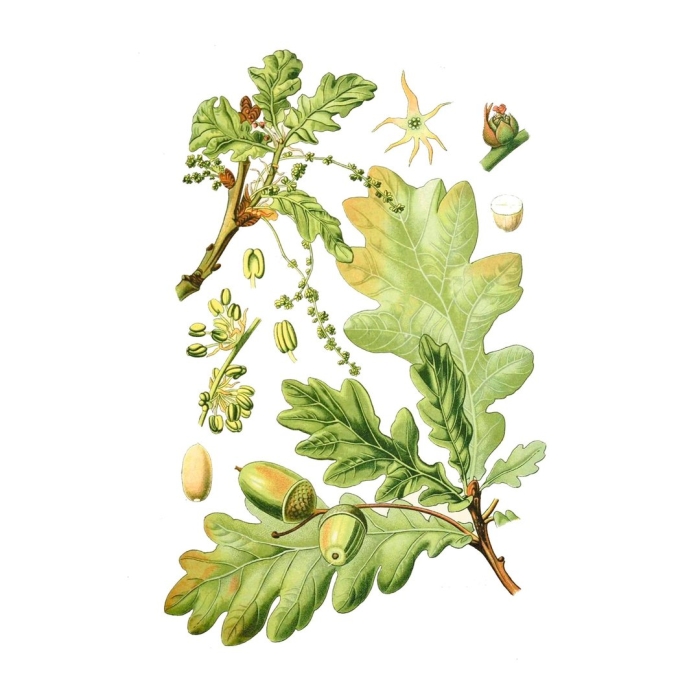 Дуб черешчатый ботаническая иллюстрация