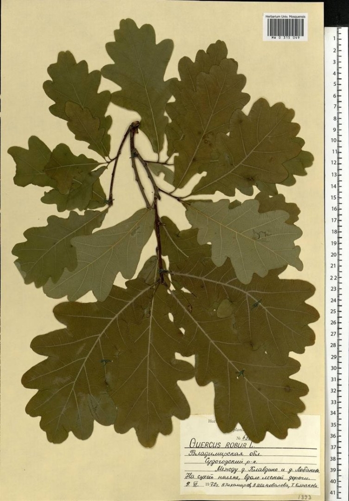 Дуб обыкновенный гербарий