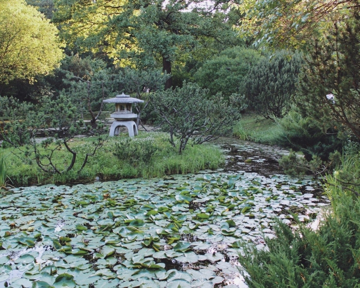 Ботанический сад цицина японский